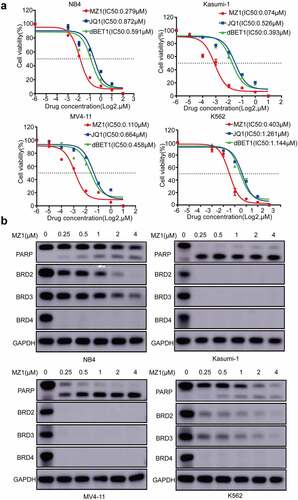 Figure 3. MZ1 clears BET protein expression in AML cell lines. (a) Cell viability of NB4, Kasumi-1, MV4-11 and K562 cell lines treated with different concentrations of MZ1, JQ1 and dBET1 for 48 h. (b) Western blot results showed that MZ1 induced degradation of BET protein and induced PARP cleavage in NB4, Kasumi-1, MV4-11 and K562 cells. Each concentration was tested in triplicate and independently performed at least three times.