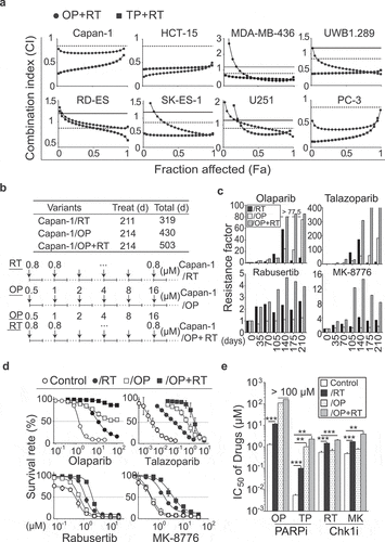 Figure 1. Differential effects of 7-day and 7-month exposure of cancer cells to PARP1 inhibitors, Chk1 inhibitors or their combinations on cellular drug sensitivity. a, Combination index-fraction affected plots. The indicated cancer cells were exposed to olaparib (OP) or talazoparib (TP) and rabusertib (RT) for 7 days and then subjected to SRB assays. The combination index (CI) was calculated using CalcuSyn software based on the Chou-Talalay equation. CI values: < 0.8, synergy; 0.8 to 1.2, additivity; > 1.2, antagonism. Solid line, CI = 1.2; dotted line, CI = 0.8. b, Schematic diagram illustrating approximately 7 months of exposure of Capan-1 cells to the PARP1 inhibitor olaparib (OP), the Chk1 inhibitor rabusertib (RT) or their combination. The resulting resistant variants were denoted as Capan-1/RT, Capan-1/OP and Capan-1/OP+RT. Treat (d), treatment time; Total (d): total days of treatment and recovery time. Solid line, cells were treated with the indicated agents; dotted line, surviving cells after treatments were amplified in drug-free medium. c, Emergence and stability of drug resistance at different time points. Capan-1 cells gradually acquired drug resistance to the PARP1 inhibitors olaparib and talazoparib (upper panel) or the Chk1 inhibitors rabusertib and MK-8776 (lower panel) after treatments for 35, 70, 105, 140, 175 and 210 days. The IC50 values of the indicated agents for each time point were evaluated by 7-day SRB assays, and the resistance factor was calculated and is shown on the Log2 scale. Capan-1 cells were labeled as control. d and e, Capan-1/OP+RT cells were more resistant to PARP1 inhibitors (PARPi) and Chk1 inhibitors (Chk1i). Cells were exposed to olaparib (OP), talazoparib (TP), rabusertib (RT) or MK-8776 (MK) for 7 days, and then subjected to SRB assays. Survival rates (d) and IC50 values (e) are presented as the mean ± SD from three independent experiments. ** p < .01, *** p < .001.