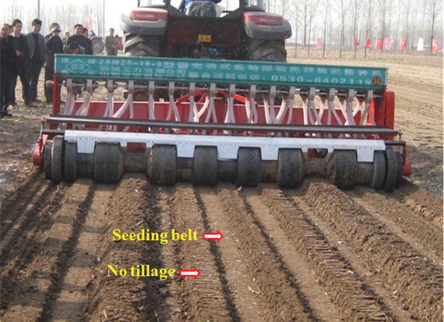 Figure 3. Belt-planting in a strip tillage system showing direct wheat sowing immediately after maize harvest using a strip rotary drill.