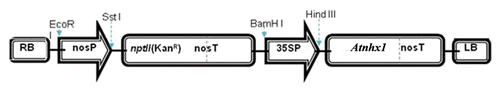 Figure 8. Schematic representation of the transformation vector pBI-121 containing the ATNHX1 under the genetic control of 35S promoter.