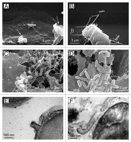 Figure 5. Cytonemes of bacteria. The scanning electron microscopy images show Salmonella enterica serovar Typhimurium attached to the surface of the control neutrophils (A) or to the TVEs of BPB-treated neutrophils (B) through cytonemes. Salmonella of the virulent C53 strain (C) and the non-flagellated SJW880 strain (D) were interconnected through cytonemes in biofilms grown on the surface of gallstones. Transmission electron microscopy images of 60-nm membrane tubules derived from the outer membrane of the bacteria (E and F).Citation34