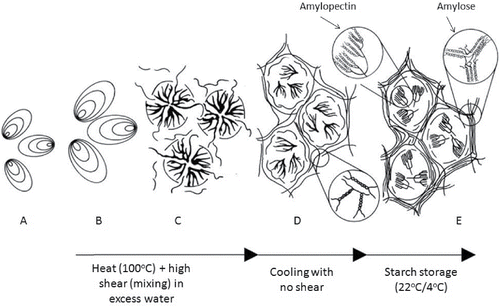 Figure 2. Effects of processing on starch granules. (A) Intact native starch granule. (B) Heat treatment in excess water under high shear conditions results in granular swelling. (C) Granule disruption occurs during starch gelatinization with linear amylose chains leaching out of the granule. (D) Upon cooling, amylose chains aggregate together to form an ordered gel network. (E) Recrystallization of amylopectin and amylose chains occurs upon storage of gelatinized starch. Schematic representation adapted from (Goesaert et al., Citation2005).