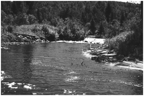 Figure 36 Point bars and undercut banks were formed by the first two years of spring flood discharges. A one-in-40-year flood occurred in the second year following construction.