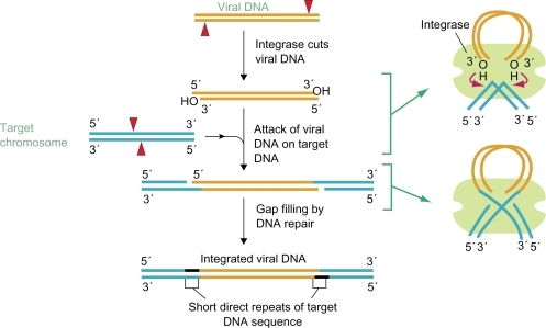 Figure 1 Steps of viral integration. Copyright © 2002. Reproduced with permission from NCBI DNA Replication, Repair, and Recombination. In: “Basic Genetic Mechanisms”, Alberts B, Johnson A, Lewis J, Raff M, Roberts K, Walter P, editors. Molecular Biology of the Cell. New York, NY: Garland Science; 2002.