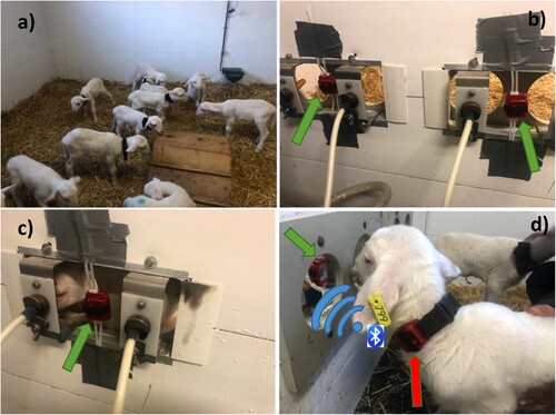 Figure 1. a) Lambs housed in the artificial rearing facility wearing accelerometers, b) sensors (receivers) installed on the nipple of the milk feeder, c) a lamb suckling, and d) a lamb wearing an accelerometer that is sending a Bluetooth signal (beacon) to the sensor installed in the nipple (receiver).