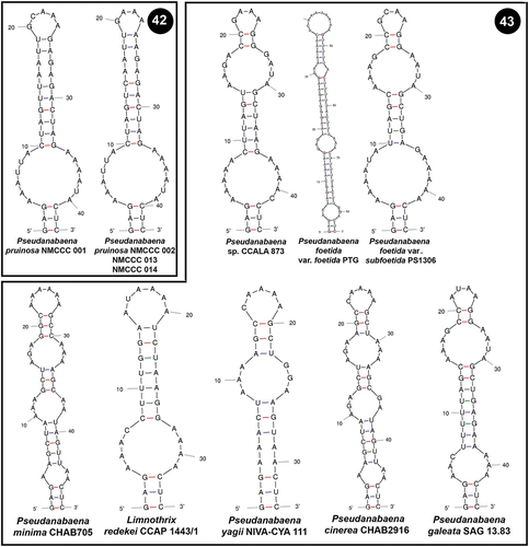 Figs 42, 43. Putative secondary structures of the V2 helices of the 16S–23S internal transcribed spacer (ITS) containing both tRNA genes. Fig. 42. Pseudanabaena pruinosa strains. Fig. 43. Other Pseudanabaena strains.