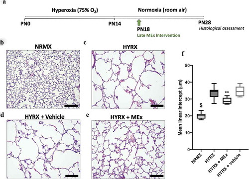 Figure 2. A bolus MEx treatment partially restores HYRX-induced alveolar simplification. Schematic of experimental model shown in (a). Briefly, newborn FVB mice were exposed to hyperoxia (HYRX) (75% O2) for 14 days. HYRX-exposed mice were compared to mice that remained at NRMX (room air). MEx were delivered intravenously (IV) following the HYRX-insult at PN18. Short-term outcomes were assessed at PN28. Harvested lung sections were stained for haematoxylin and eosin (H&E) to assess lung architecture (b–e). Quantification of mean liner intercept (MLI, μm) represents a surrogate of average air space diameter (f). n = 5–12 per group, **p < 0.01, $p < 0.0001 vs. HYRX group. Scale bar = 100 μm.