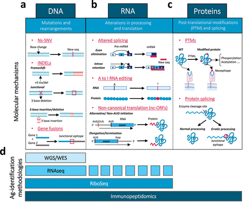 Figure 1. Molecular mechanisms responsible for the generation of tumor antigens at different cellular processes: methodologies to identify these antigens. New tumor antigens and epitopes are generated by different molecular mechanisms: (a) mutations and re-arrangements at the DNA level, including ns-SNVs, INDELs and gene fusions; (b) alterations in RNA processing and translation, such as altered splicing, A to I RNA editing and processes of non-canonical translation due to alternative initiation, elongation or termination; and (c) post-translational protein modification and splicing. (d) Several antigen identification methodologies can detect these new antigens or neoepitopes, including WGS/WES for DNA alterations, RiboSeq and RNASeq for DNA and RNA alterations (although not all RNA-associated alterations can be detected by RNASeq) and immunopeptidomics, which can detect any protein change originated from DNA, RNA or protein modification events.