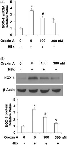 Figure 4. Orexin A ameliorates HBx-induced expression of NOX-4 in normal human L-02 hepatocytes. L-02 hepatocytes were transfected with the HBx-encoding plasmid for 24 h, followed by treatment with orexin A at a concentration of 100 or 300 nM for another 24 h. (A) Expression of NOX-4 at the mRNA levels determined by the real time analysis; (B). Expression of NOX-4 at the protein levels determined by the western blot analysis (*, #, $, p < .01 vs previous column group).