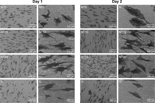 Figure 5 SEM pictures showing the morphology of cells after 1 and 2 days of culture on the Ti samples.Notes: The pictures with a low magnification of 100× (the left column) show the overall view. The pictures of 500× (the right column) show the morphology of single cells, with the inset showing much higher magnification ones.Abbreviations: NT, nanotube; SEM, scanning electron microscopy; Ti, titanium.