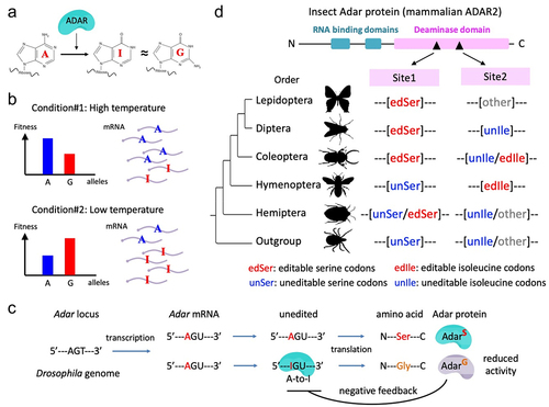 Figure 1. A-to-I RNA editing and the evolution of Adar auto-recoding sites in insects. (a) A-to-I RNA editing mediated by ADAR. I is recognized as G. (b) Prediction of adaptive RNA editing theory. The relative fitness of A- and G-alleles under different conditions is considered. (c) Drosophila Adar has an auto-recoding site that forms a negative feedback loop. (d) Evolution of Adar S>G (site1) and I>M (site2) sites in insects. “edSer”: editable serine codon; “unSer”: uneditable serine codon; “edIle”: editable isoleucine codon; “unIle”: uneditable isoleucine codon.