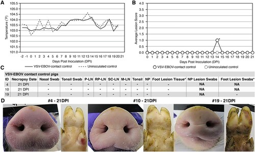 Figure 4. Clinical analysis of VSV-EBOV-contact control pigs. (A) Average daily temperatures of VSV-EBOV contact control pigs compared to uninoculated controls. (B) Average lesion scores of VSV-EBOV contact control pigs compared to uninoculated controls on each day of the study. * – one pig (#10) showed a focal <2 cm reddening on a hind limb on 14 DPI that was transient and did not show vesicular or ulcerative features typical of VSV infection and was ultimately determined to be a mechanical injury. (C) Summary of RT-qPCR analysis performed to detect viral RNA in clinical samples collected throughout the study, indicating the presence (+) or absence (−) of viral RNA. P-LN – parotid lymph node; RP-LN – retropharyngeal lymph node; SC-LN – superficial cervical lymph node; M-LN – mandibular lymph node; NP – nasal planum; NA – Not Applicable because lesions not present or collected; DPI - days post inoculation of principal infected pigs. * – suspected foot lesion swabs and suspected lesion tissues were collected on any tissue that was discolored even if the cause was likely a mechanical injury or benign discoloration and tested for viral RNA. All such samples were negative for VSV-specific RNA. (D) Representative pictures showing a lack of vesicular lesions in VSV-EBOV-contact control pigs.