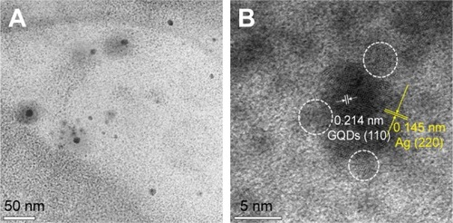 Figure 2 HR-TEM images of the Ag-GQDs.Notes: (A) Low magnification image shows particles with a diameter less than 10 nm; (B) high magnification image showing a silver nanoparticle decorated with GQDs (pointed out in white circles).Abbreviations: Ag-GQDs, silver nanoparticles decorated with graphene quantum dots; GQDs, graphene quantum dots; HR-TEM, high-resolution transmission electron microscope.