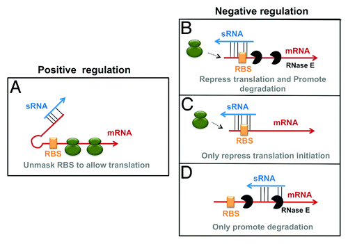 Figure 1. Base pairing interactions and regulatory outcomes. Small RNAs (sRNAs) are indicated by blue arrows and mRNAs (mRNAs) by red arrows. The ribosome-binding sites (RBS) of the targets are denoted by the orange box. Overlapping green circles indicate ribosomes. Dotted arrows denote ribosomes unable to load on the target mRNA. sRNA-mRNA base pairing interactions are shown by a series of thin, black lines. RNase E and the degradosome is represented by black, wedged circles. sRNAs can (A) positively regulate targets by base pairing to secondary structures and unmasking the RBS, allowing translation. They can also regulate targets in a negative manner by (B) inhibition of translation and stimulation of degradation (C) only inhibiting translation or (D) only stimulating degradation.