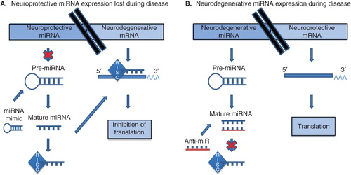 Figure 1. Methods of miRNA manipulation in neurodegeneration. (A) Upon loss of expression of neuroprotective miRNA, miRNA mimics or synthetic miRNAs can be utilized for functional replacement. (B) Loss of expression of neuroprotective mRNA during disease due to repression by miRNA favoring neurodegeneration can be ameliorated by using anti-miRs (antisense inhibitors), multiple-target anti-miRNAs or miRNA sponges.