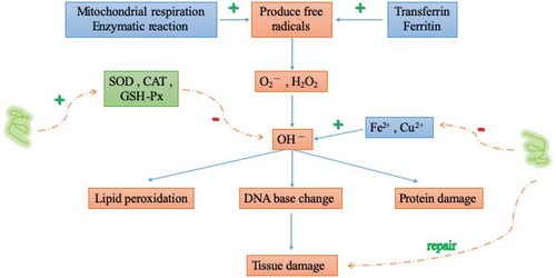 Figure 1. Antioxidant principle of bioactive peptides