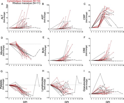Figure 2. Notable clinical findings in SUDV-exposed macaques. (A-I) Each line represents repeated sampling of each individual SUDV-infected cynomolgus macaque (red; N = 14) or rhesus macaque (black; N = 11). (A-F) Fold-change clinical chemistry changes in the serum of infected cynomolgus and rhesus macaques at the denoted time points. (G-I) Fold-change hematological changes in the whole blood of infected cynomolgus and rhesus macaques at the denoted time points. Sampling timepoints for each subject are represented by circles. Abbreviations: SUDV, Sudan virus; alanine aminotransferase (ALT), aspartate aminotransferase (AST), C-reactive protein (CRP), blood urea nitrogen (BUN), creatine (CRE); DPI, days post infection.