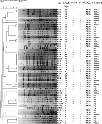 Fig. 6 PFGE analysis of mcr-1- and mcr-8-positive Klebsiella pneumoniae isolates as well as other K. pneumoniae isolates.XbaI was used for digestion of the genomic DNA. All K. pneumoniae isolates were collected from pig fecal matter and chicken cloacae samples from Shandong, China
