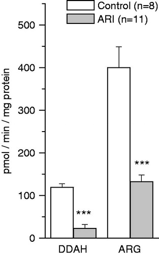 Figure 4. Effect of ARI on dimethylarginine dimethylaminohydrolase (DDAH) activity and the rate of arginine (ARG) synthesis in renal tissue. Data are expressed as mean ± SE. ***p < 0.001, t-test for independent samples.