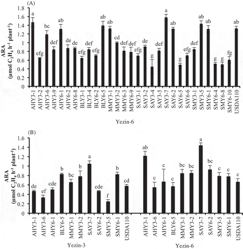 Figure 1. Effect of inoculation of Bradyrhizobium type A strains on acetylene reduction activity (ARA) of Yezin-6 in the first screening (A), and Yezin-3 and Yezin-6 in the second screening (B) at 30 days after sowing. The histograms with the same letter at each variety are not significantly different at P < 0.05 (Tukey’s test). The bar on each histogram indicates standard deviation (SD).