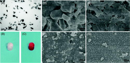 Figure 2. (A) TEM image of the paclitaxel-ethyl oleate suspension. The particles of paclitaxel in the ethyl oleate suspension are rice shaped, the length is approximately 0.5–1 μm, and the diameter is 0.5 μm. (B and C) Drug-loaded NBCA-ethyl oleate implants prepared in vitro. (B) Paclitaxel-loaded 30% NBCA of INEI; (C) epirubicin-loaded 30% NBCA of INEI. When water or deionized water was not added, the NBCA implants did not solidify for several days. Once a small amount of saline was added, the implants quickly solidified. (D–G) FESEM images of the NBCA-ethyl oleate implants. (B) 30% NBCA, (C) 50% NBCA, (D) 80% NBCA, and (E) 100% NBCA. NBCA is triggered by the anion and then self-crosslinks to form particles, which then cross-link with each other to form a solid material. The larger the particles, the greater the gaps formed between the particles.