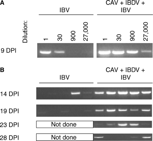 Figure 7.  Detection of IBV by RT-PCR in samples isolated from trachea of chickens necropsied at the indicated days post IBV inoculation (DPI). All PCR reactions were conducted for 40 cycles using primers recognizing the N gene. 7a: Thirty-fold serial dilutions of template (pooled from five chickens) were used to allow comparison of the relative amount of IBV RNA present in tracheal samples of each group. 7b: Undiluted samples from individual chickens were used as template.