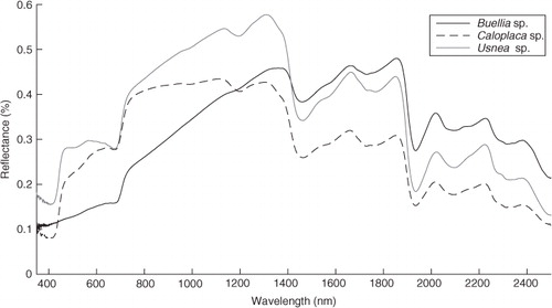 Fig. 1  Spectra of the three lichen genera used in this study.