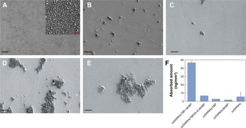 Figure 2 Scanning electron micrographs of Ti plates functionalized with oxSWNHs/TBP–NHBP. (A–E) Ti plates were functionalized with oxSWNHs/TBP–NHBP (A), oxSWNHs (B), oxSWNHs/TBP(R-A)-NHBP (C), oxSWNHs/TBP (D), or oxSWNHs/NHBP (E). The inset shows magnified sections. Black scale: 20 µm; red scale: 2 µm. (F) Adsorption amounts measured using an electronic balance.Abbreviations: oxSWNHs, oxidized single-walled carbon nanohorns; TBP, Ti-binding peptide; NHBP-1, SWNH-binding peptide.