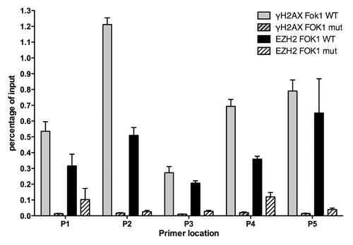Figure 5. Ezh2 accumulates at Fok-1 induced DSBs. U2OS cells stably expressing the reporter locus were transfected with wild-type Fok-1 (FOK1 WT) or Fok1 catalytically inactive mutant (FOK1 mut) endonuclease. Cells were then fixed with 1% paraformaldehyde 18m h after transfection and harvested for chromatin immunoprecipitation (Ch-IP). Ch-IP was performed with Ezh2, γ-H2AX, and IgG antibodies. Quantitative PCR using 5 representative primers was done, and the Fok-1 DSB induced enrichment for each primer and antibody is plotted.