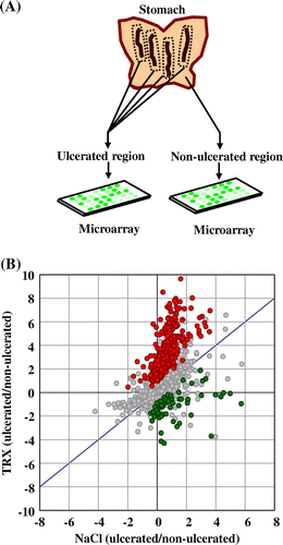 Fig. 5. DNA microarray analysis of HCl/ethanol-induced gastric ulcers in rats.Notes: (A) The method employed for the DNA microarray experiment. Two groups of rats were administered with recombinant yeast TRX in a 0.85% NaCl solution or a 0.85% NaCl solution alone and gastric mucosal injuries were induced by HCl/ethanol. Stomachs were excised from the rats, and separated into ulcerated and non-ulcerated regions. RNA extraction and DNA Microarray procedures were performed for each separate sample. (B) Scatter plot of gene expression values (log2 ratios of ulcerated vs. non-ulcerated regions) in two groups. The x-axis: rats that ingested a 0.85% NaCl solution alone, the y-axis: rats that ingested yeast TRX. The red and green spots respectively depict significantly higher and lower expressed genes in rats that ingested yeast TRX, compared to rats that ingested a 0.85% NaCl solution alone.