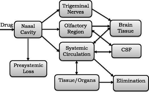 Figure 2. Possible fate of drug after nasal administration.