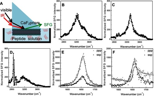 Figure 5 Schematic diagram (A) of the experimental setup for sum frequency generation (SFG) spectroscopy analysis of lipid bilayer-peptide interactions; SFG O-H/N-H stretching signals collected from 22A peptide associated with egg sphingomyelin (eSM) at 20°C (B), 37°C (C), and 50°C (D); SFG amide range stretching signals collected from 22A peptide associated with eSM at 37°C (E) and 50°C (F); ppp refers to polarization combination of p-polarized SFG, p-polarized visible, p-polarized IR and ssp refers to s-polarized SFG, s-polarized visible, p-polarized IR.