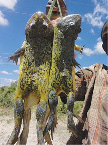 Figure 10. Pyxicephalus beytelli being sold along the road in southern Angola (Photo WR Branch).