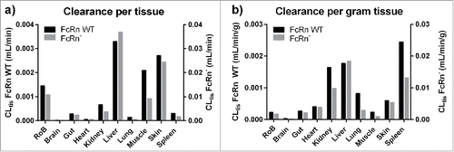 Figure 6. Estimated tissue intrinsic clearances for the FcRn WT and FcRn− construct (left) and the catabolic activity per gram tissue (right).