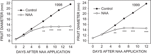 FIGURE 5 Growth of ‘McIntosh’ apple fruit treated with 8 mg·L−1 NAA that abscised and untreated fruit that persisted to harvest. The statistical significance noted is for the growth rate between two adjacent times of measuring fruit.