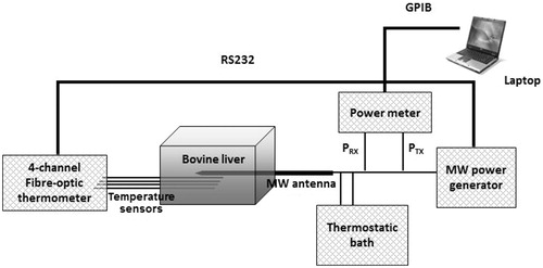 Figure 4. Ex vivo experimental set-up for temperature measurements during microwave thermal ablation (MTA) procedures.