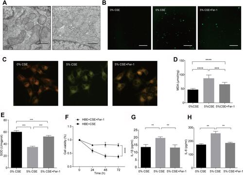 Figure 2 CSE induced ferroptosis and the release of IL-1β and IL-8 in HBE cells. (A) Representative TEM images of mitochondria in HBE cells treated with 0% or 5% CSE for 72 h. Bar: 500 nm. (B–F) HBE cells were treated with 0% or 5% CSE for 72 h. Fer-1 (10 μmol/L) was added to DMEM 1 h before CSE exposure. (B) Images of intracellular ROS stained by DCFH-DA were captured with a fluorescence microscope. Original magnification ×100. Bar: 200μm. (C) Representative images of C11BODIPY in the green and red channels in each group were captured with a fluorescence microscope. Upon oxidation in live cells, fluorescence shifts from red to green. An overlay of the green and red channels is shown. Original magnification ×400. (D) The MDA and (E) SOD levels in each group are shown. (F) Cell viability was detected by the CCK-8 assay and all values were normalized to those of the 0% CSE group. (G) ELISA of IL-1β and (H) IL-8 in the supernatant of HBE cells is shown. The results are shown as the mean ± S.E.M. for three independent experiments. **P < 0.01; ***P < 0.001; ****P < 0.0001.