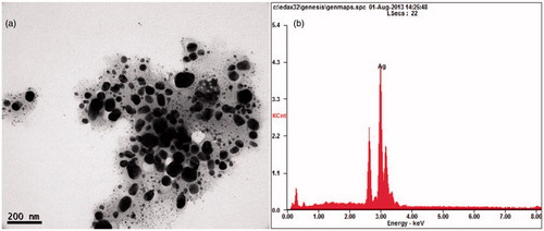 Figure 1. (a) Transmission electron microscopic image of AgNPs. (b) SEM-EDS spectrum of AgNPs. A strong peak at 3 keV confirming the presence of Ag.