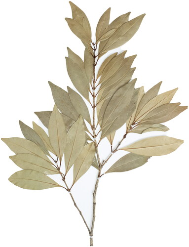 Figure 1. Morphological characteristics of Olea dioica. The photo was taken by the author Zhaoshan Wang at the Research Institute of Forestry, Chinese Academy of Forestry. The leaves of O. dioica are blade leathery, lanceolate, oblanceolate or long elliptic-lanceolate, apex acuminate or obtuse, sparsely rounded, base cuneate, entire or irregularly and sparsely serrate, usually reddish when dry.