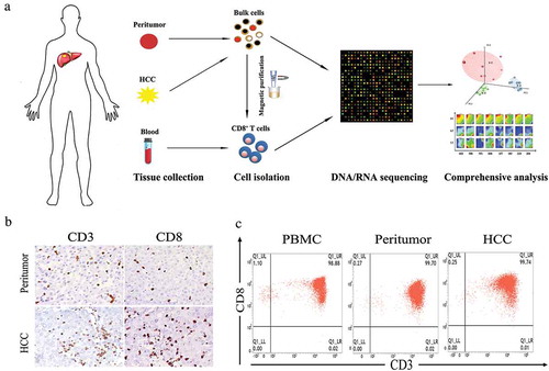 Figure 1. Isolation and purification of CD8+ T cells from HCC patients. (a) Flow chart of study design. (b) Representative immunohistochemistry staining images of CD3 and CD8 for HCC and peritumoral biopsies from patient 2129. (c) Representative flow cytometry plots of CD8+ T cells collected from different tissue origins after MACs purification.