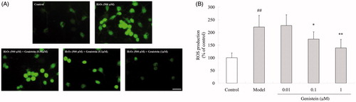 Figure 2. Effects of genistein on H2O2-induced ROS production in neuronal cultures. (A) The DCF fluorescence was observed under an inverted-microscope. H2O2 caused more extensive green fluorescence as compared with the control group, which was partly ameliorated by genistein pretreatment. (B) Quantitative analysis of ROS production in different groups, and the fluorescence intensity was presented as the percentage of increase as compared with the control group. ##p < 0.01 compared with the control; *p < 0.05, **p < 0.01 compared with the model. Scale bar = 50 μm.