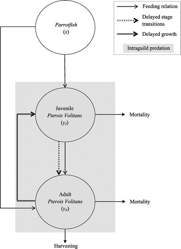 Figure 1. Schematic diagram of the intraguild system with delays.