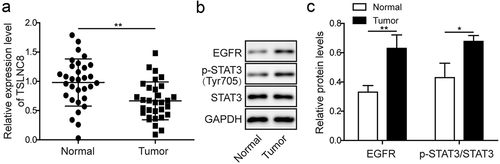 Figure 1. Expression levels of lncRNA TSLNC8, EGFR and STAT3 in lung cancer tissues. (a). qRT-PCR was used to detect expression of TSLNC8 in clinical lung cancer tissues (n = 31) and normal lung tissues (n = 31). (b). Western blotting was performed to detect expression of EGFR and phosphorylation of STAT3 (Tyr705) in clinical lung cancer tissues (n = 31) and in normal lung tissues (n = 31). GAPDH was used as a loading control. (c). Quantitative analysis of protein levels in B. Data were shown as mean±SD, the result was a representative of three independent experiments. ** p< 0.01 and * p< 0.05