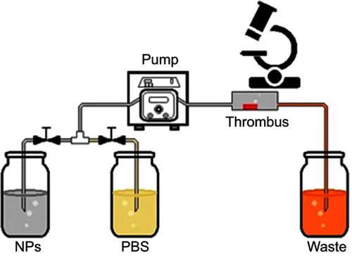 Figure 2 Simulated circulation device in vitro.Abbreviations: NPs, nanoparticles; PBS, phosphate buffer saline.