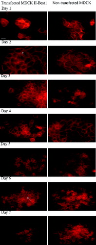 Figure 2. Rearrangement of actin cytoskeleton of Best1 transfected and non-transfected MDCK cells. Transfected and non-transfected cells were grown on cover slips for seven days and actin was stained with phalloidin conjugated with TRITC. From the first to the fifth day, transfected cells showed thicker actin cortex (marked with white arrow on the second day), compared to the non-transfected cells. Actin filaments in both cell lines look morphologically equal on sixth and seventh day. Scale bar – 10 μm.