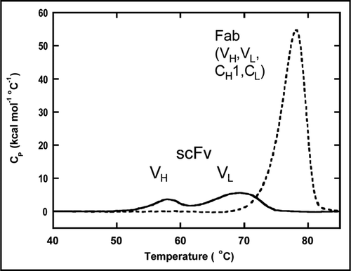 Figure 2 DSC analysis of BHA10 FAb and wild-type BHA10 scFv. Overlay of BHA10 FAb (dashed line) and wild-type scFv (solid line) thermograms. Unfolding transitions are measured at the endothermic peaks (transition midpoints) and reported as Tm values (°C).