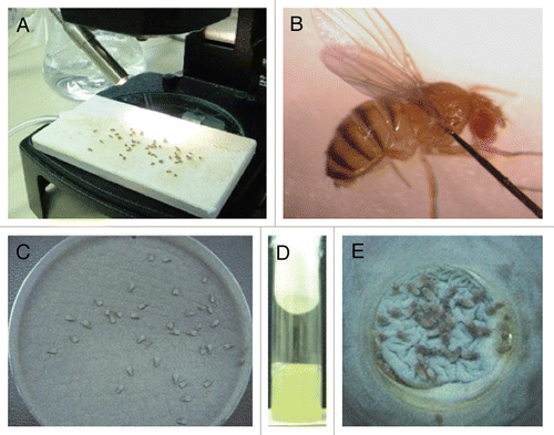 Figure 2 Infection assays of aspergillosis in Toll-deficient D. melanogaster. (A) Anesthetized flies on a CO2-flow fly pad. (B) Injection assay. A CO2-anesthetized fly was pricked at its dorsolateral thorax with a 0.1 mm diameter needle previously dipped in a concentrated Aspergillus conidial solution. (C) Rolling assay. Anesthetized flies were rolled on a Petri dish covered by a fresh layer of Aspergillus conidia for 2 min. At the end of rolling, Aspergillus uniformly covered the fly surface. (D) Fifteen milliliters of a sterile YAG medium that was allowed to solidify in an empty vial. (E) Ingestion assay. Flies feeding on the surface of a fresh lawn of Aspergillus conidia pre-grown in a YAG-containing vial.