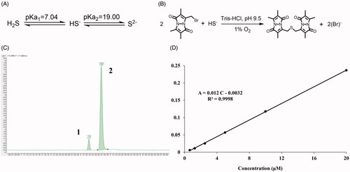 Figure 7. The detection of endogenous H2S via LC-MS. (A) The acid dissociation constant of H2S and (B) the mechanism of MBB react with HS− produce SDB at alkaline and hypoxia environment; (C) The chromatography of SDB, peak 1: SDB, peak 2: hydrocortisone (internal standard); (D) The calibration curve of SDB in different concentration (0.625 μM–20 μM).