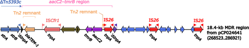 Figure 5 18.4-kb MDR region from pCP024641. Genes are denoted by arrows. Genes, mobile genetic elements and other features are colored based on their functional classification.