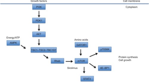 Figure 1 A schematic diagram depicting the TSC-mTOR signaling pathway.